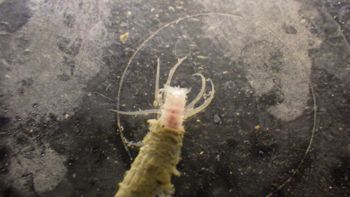 Media type: image;   Invertebrate Zoology 153512 Description: live specimen;